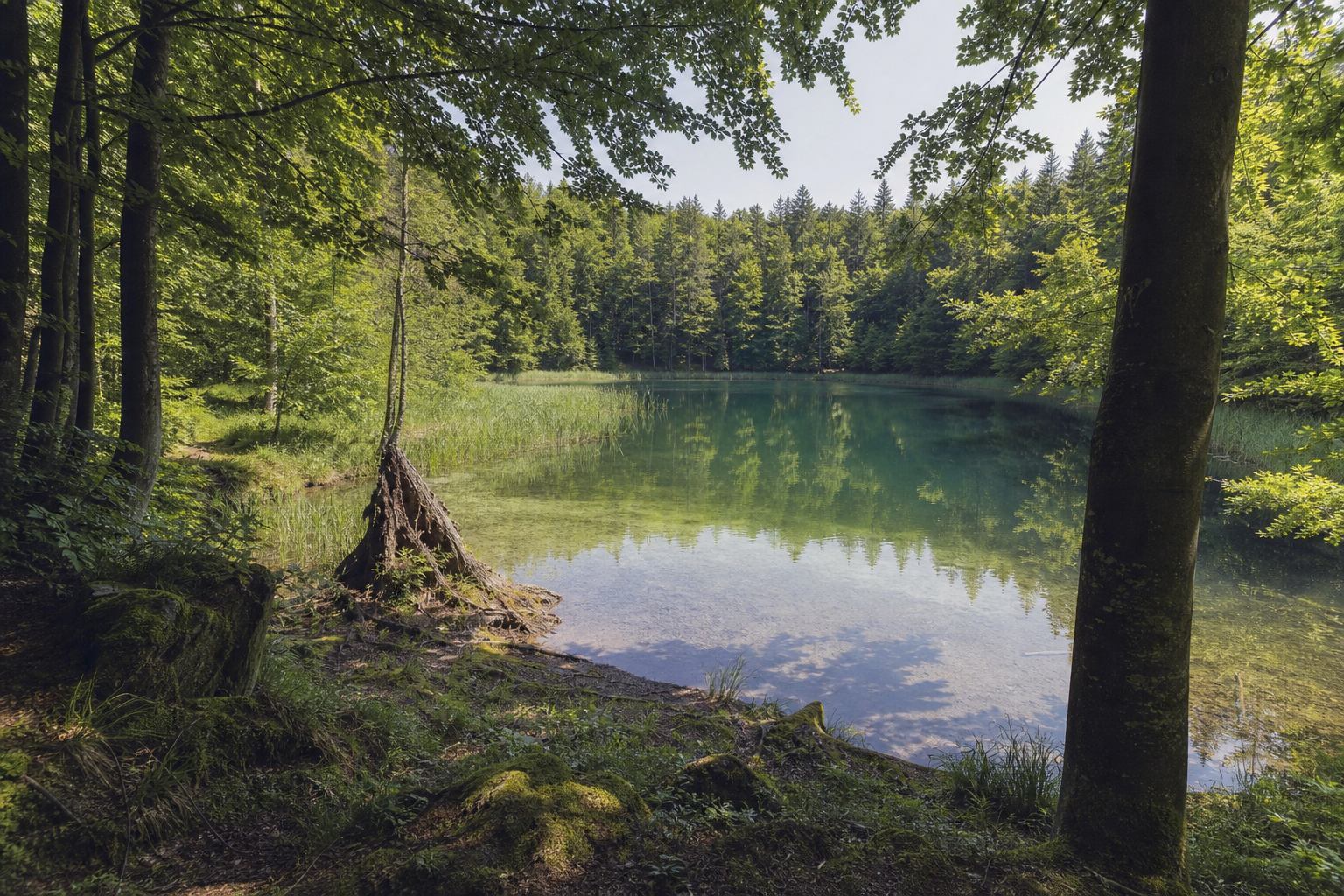 Waldsee bei Feldberg mit Buchenufer und klarem Flachwasser
